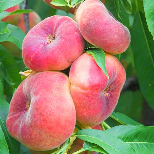 Breskev (stebričasta) Saturn slika 1 članek 2020