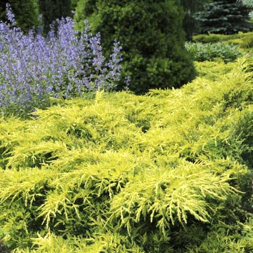 Brin Gold Star, C2 slika 1 članek 7740