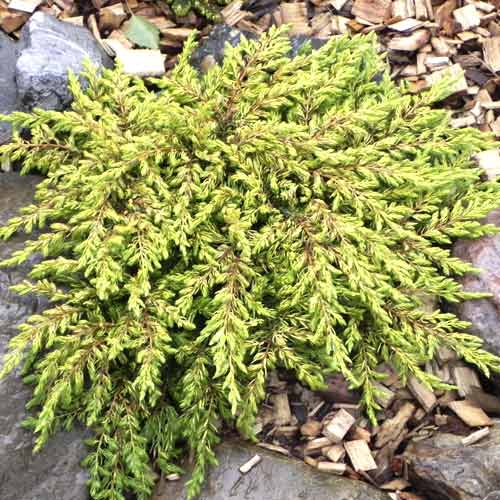 Brin Goldschatz, С3 slika 1 članek 7736