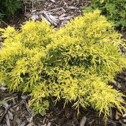 Brin King of Spring, С3 slika 1 članek 7742