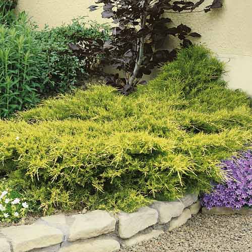 Brin Kuriwao Gold, С3 slika 1 članek 7734