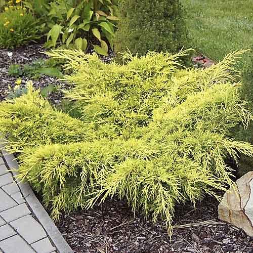 Brin Old Gold, С3 slika 1 članek 7741