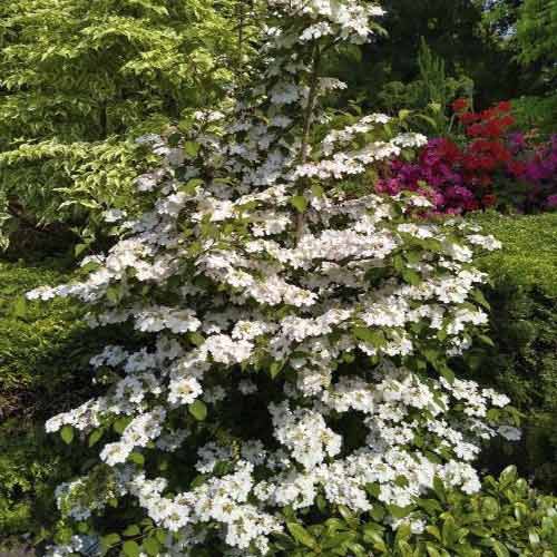 Brogovita Kilimandjaro Sunrise PBR, С3 slika 1 članek 8586