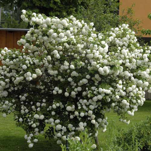 Brogovita Roseum, С3 slika 1 članek 8585