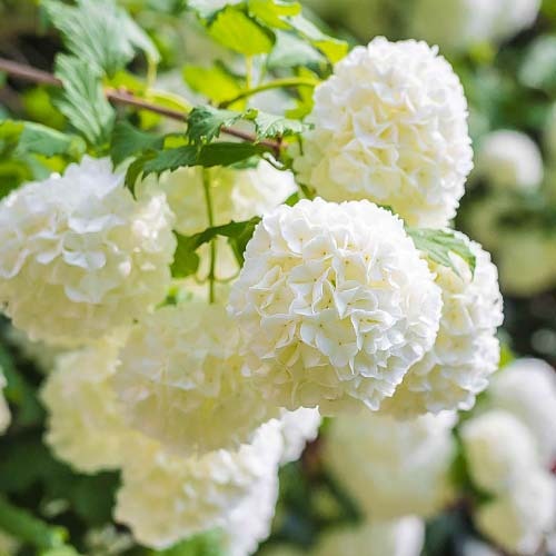 Brogovita Roseum, P9 slika 1 članek 9048