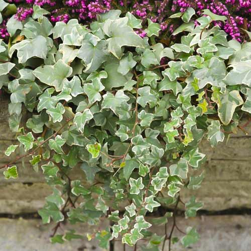 Bršljan (Hedera helix) Bialystok, С2 slika 1 članek 8217