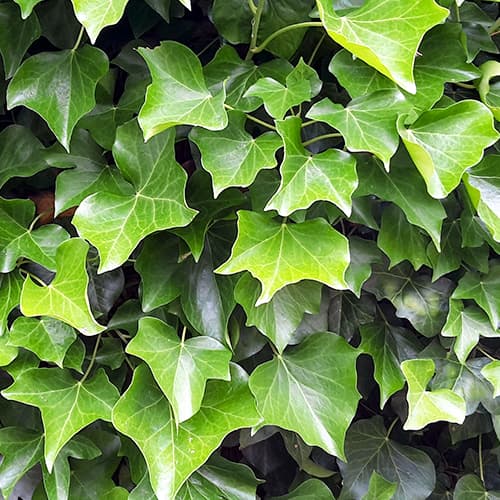 Bršljan (Hedera hibernica), P9 slika 1 članek 9081