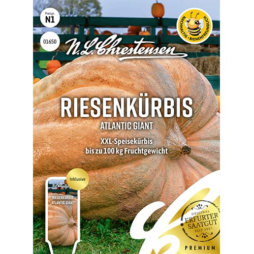 Buča Atlantic Giant Chrestensen slika 1 članek 87848