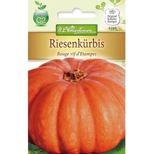 Buča Rouge vif d´Etampes Chrestensen slika 1 članek 78797