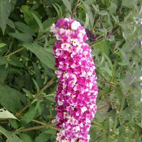 Buddleja Dawida Berries and Cream, С2 slika 1 članek 5461