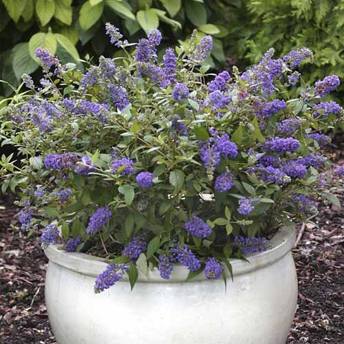 Budleja Blue Chip Jr PBR, С3 slika 1 članek 8511