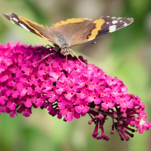 Budleja Davida Royal Red, P9 slika 1 članek 9011