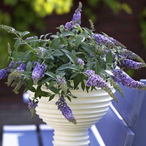 Budleja Lilac Chip PBR, С3 slika 1 članek 8513