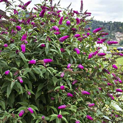 Budleja Miss Ruby PBR, С3 slika 1 članek 8514