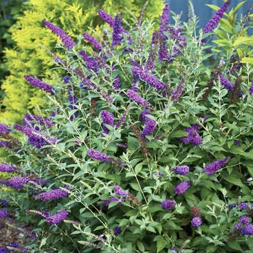 Budleja Miss Violet PBR, С3 slika 1 članek 8515