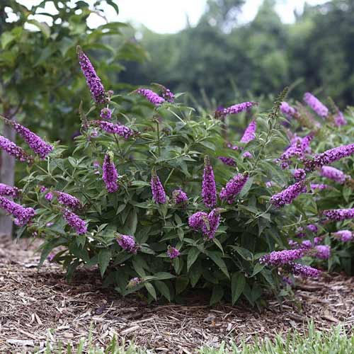 Budleja Pink Micro Chip PBR, С3 slika 1 članek 8516