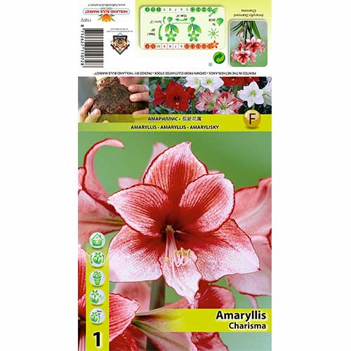 Sobna lilija (Amaryllis) Charisma slika 1 članek 70325