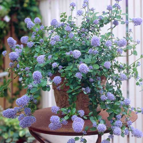 Ceanothus Thyrsiflorus Repens slika 1 članek 77816