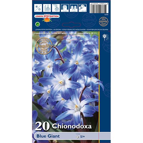 Snežna modrica Blue Giant slika 1 članek 67321