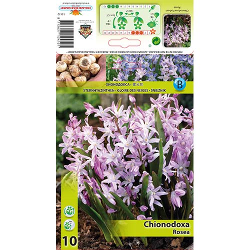 Snežna modrica Rosea slika 1 članek 67323