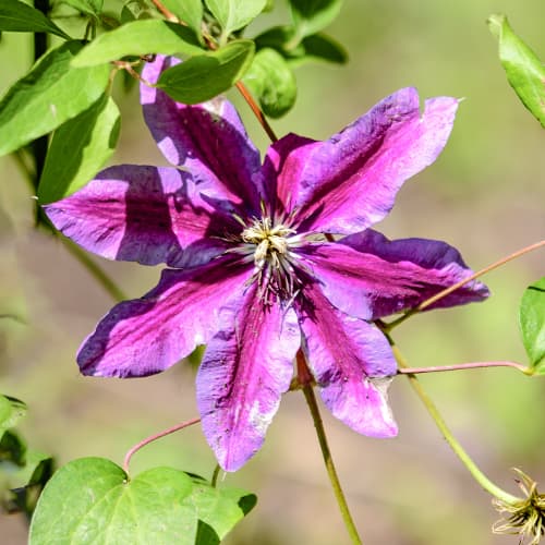 Clematis Akaishi, С2 slika 1 članek 5463