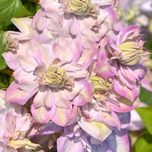 Clematis Anna's Choice, С2 slika 1 članek 5464