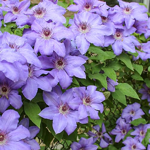Clematis Blue Cotillion, С2 slika 1 članek 5467