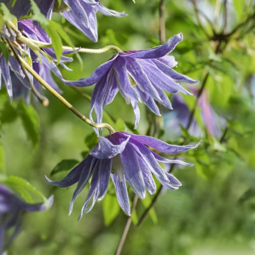 Clematis Cecile, С2 slika 1 članek 5469