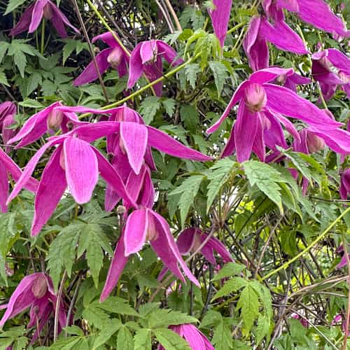 Clematis Constance, С2 slika 1 članek 5470