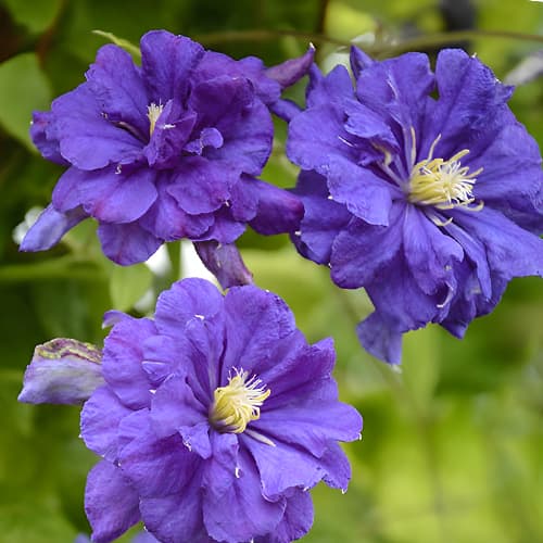 Clematis Floral Dance, С2 slika 1 članek 5473