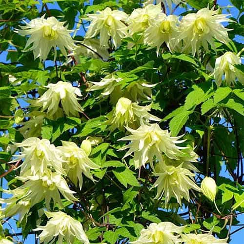 Clematis Golden Dream, С2 slika 1 članek 5474