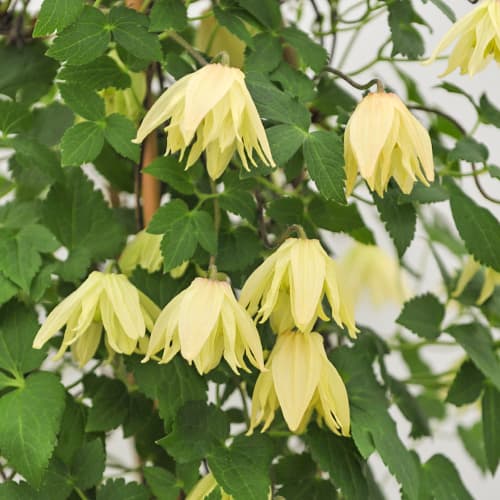 Clematis Golden Surprise, С2 slika 1 članek 5475