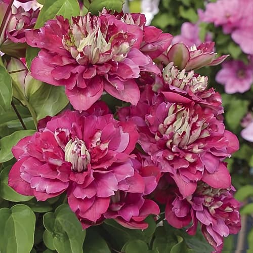 Clematis Hot Kisses, С2 slika 1 članek 5476