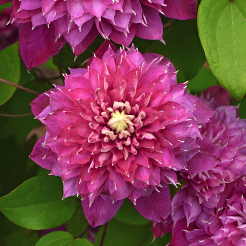 Clematis Hot Love, С2 slika 1 članek 5477