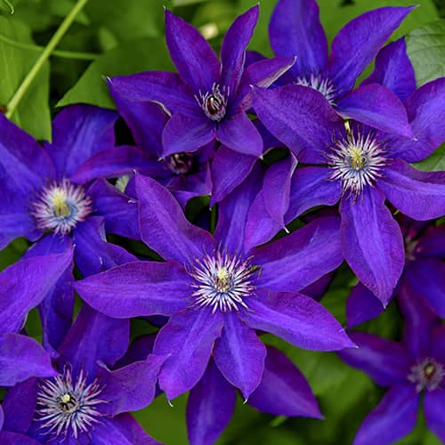 Clematis Lavender Beauty, С2 slika 1 članek 5483