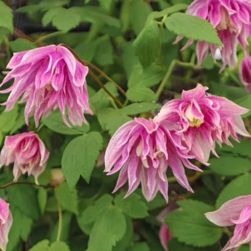 Clematis Pink Surprise, С2 slika 1 članek 5487
