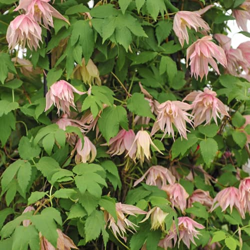 Clematis Pink Swing, С2 slika 1 članek 5488