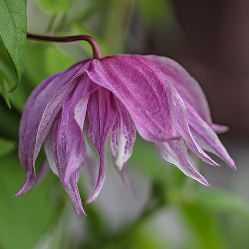 Clematis Purple Dream, С2 slika 1 članek 7762