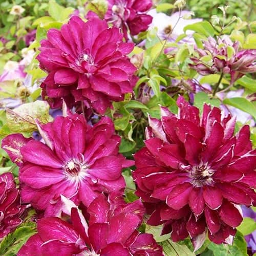 Clematis Red Star, С2 slika 1 članek 7763