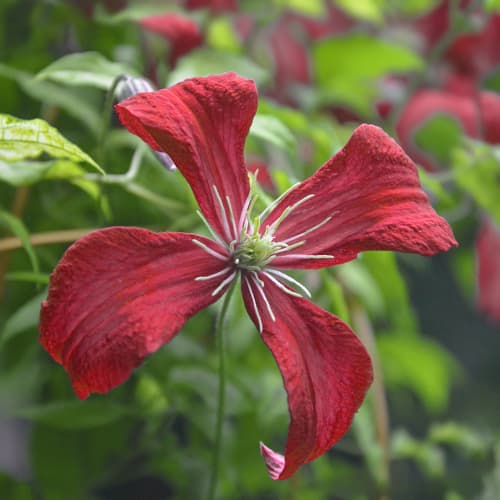 Clematis Strawberry Fields, С2 slika 1 članek 7764