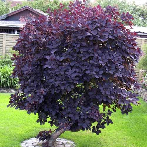 Cotinus coggygria Royal Purple, С3 slika 1 članek 7717