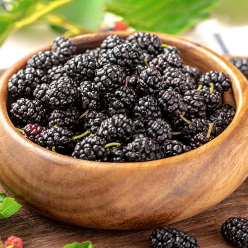 Črna murva, P9 slika 1 članek 5859