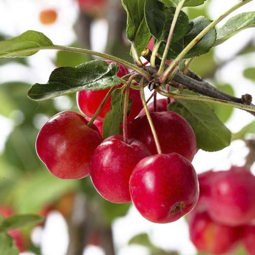 Cvetoča jablana Red Sentinel, С5 slika 2 članek 7724