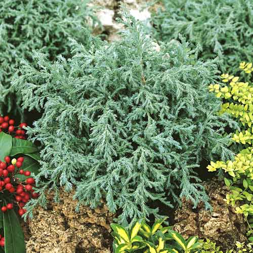 Cypress Baby Blue , C2 slika 1 članek 7733