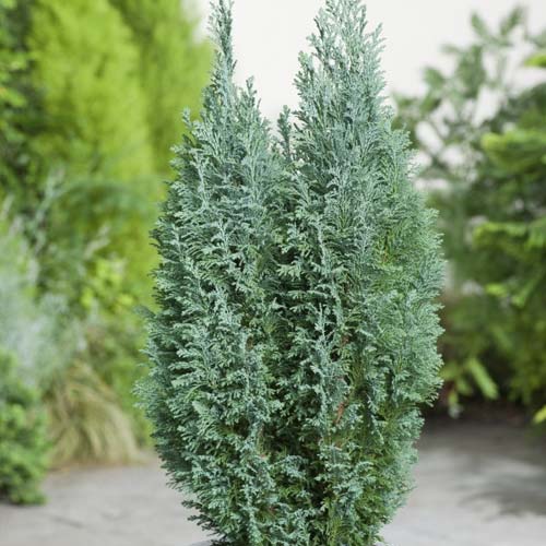 Cypress Ellwoodii Gold, С3 slika 1 članek 7731