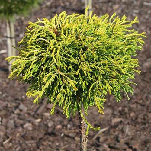 Cypress Gitte, C4 slika 1 članek 8244