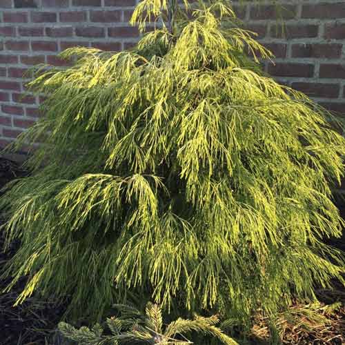 Cypress Karaca, C4 slika 1 članek 8243