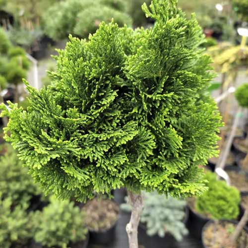 Cypress Nana Gracilis, C4 slika 1 članek 8245