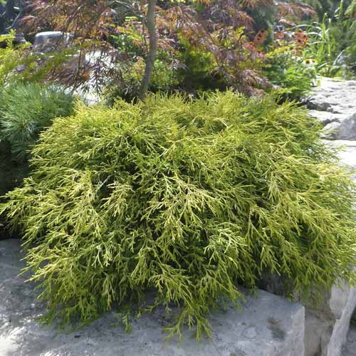 Cypress Sungold, C2 slika 1 članek 7761