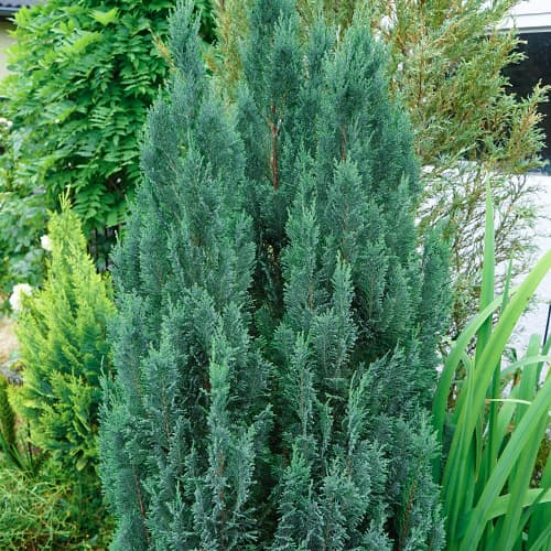 Cypress Van Pelts Blue slika 1 članek 9692